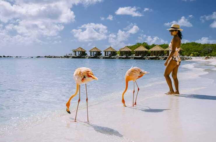 Flamingo Beach In Aruba Island Caribbean