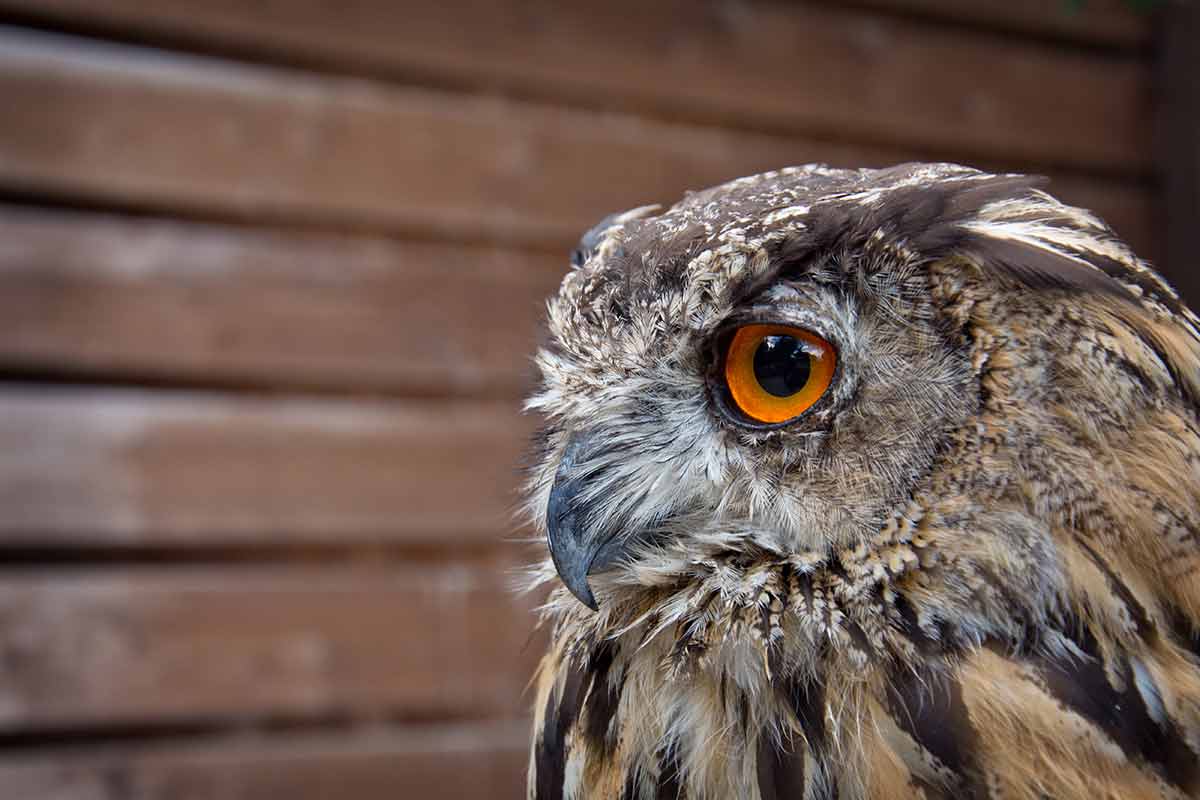 things to do in auburn al eurasian eagle owl