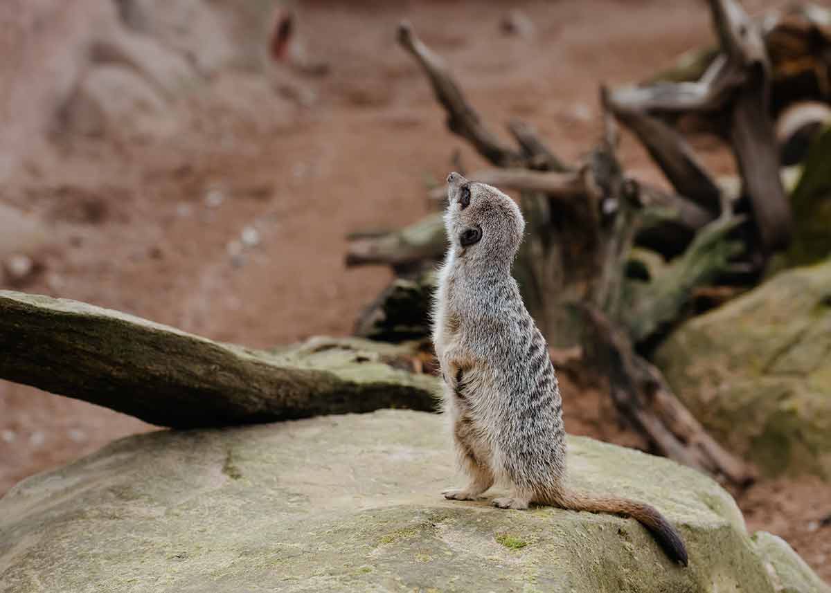 Meerkat on guard duty on ground in day in zoo