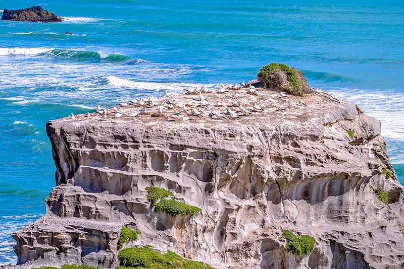Gannet habitat birds on a rock