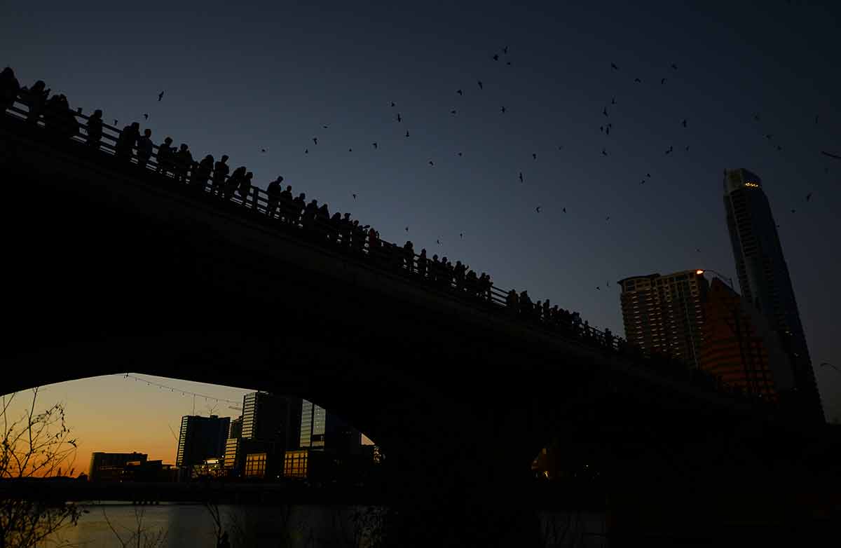 things to do in austin at night bats people standing on bridge