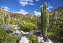 things to do in baja mexico 7