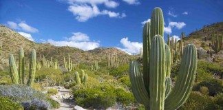 things to do in baja mexico 7