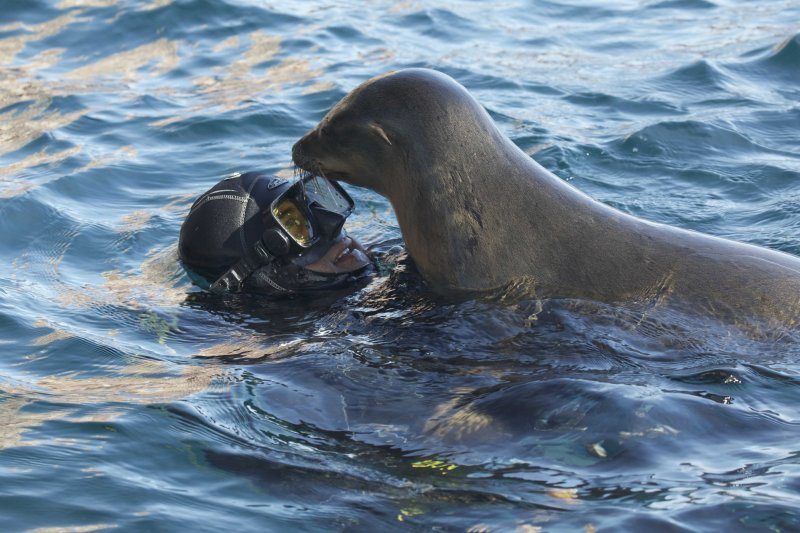 Sea lion snorkelling with a man in Baja California
