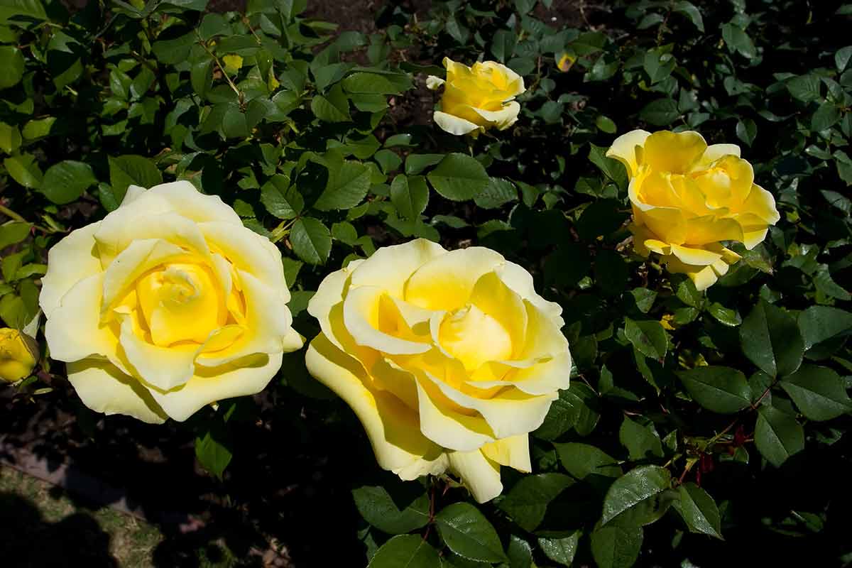 things to do in berkeley california yellow roses