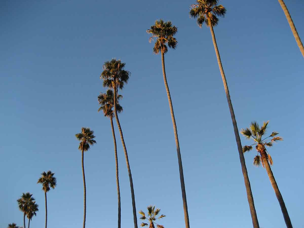 things to do in beverly hills A row of palm trees in Beverly Hills against blue sky
