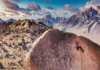 20 Things To Do In Bishop, California for Epic Eastern Sierra Views things to do in bishop Buttermilk Boulders