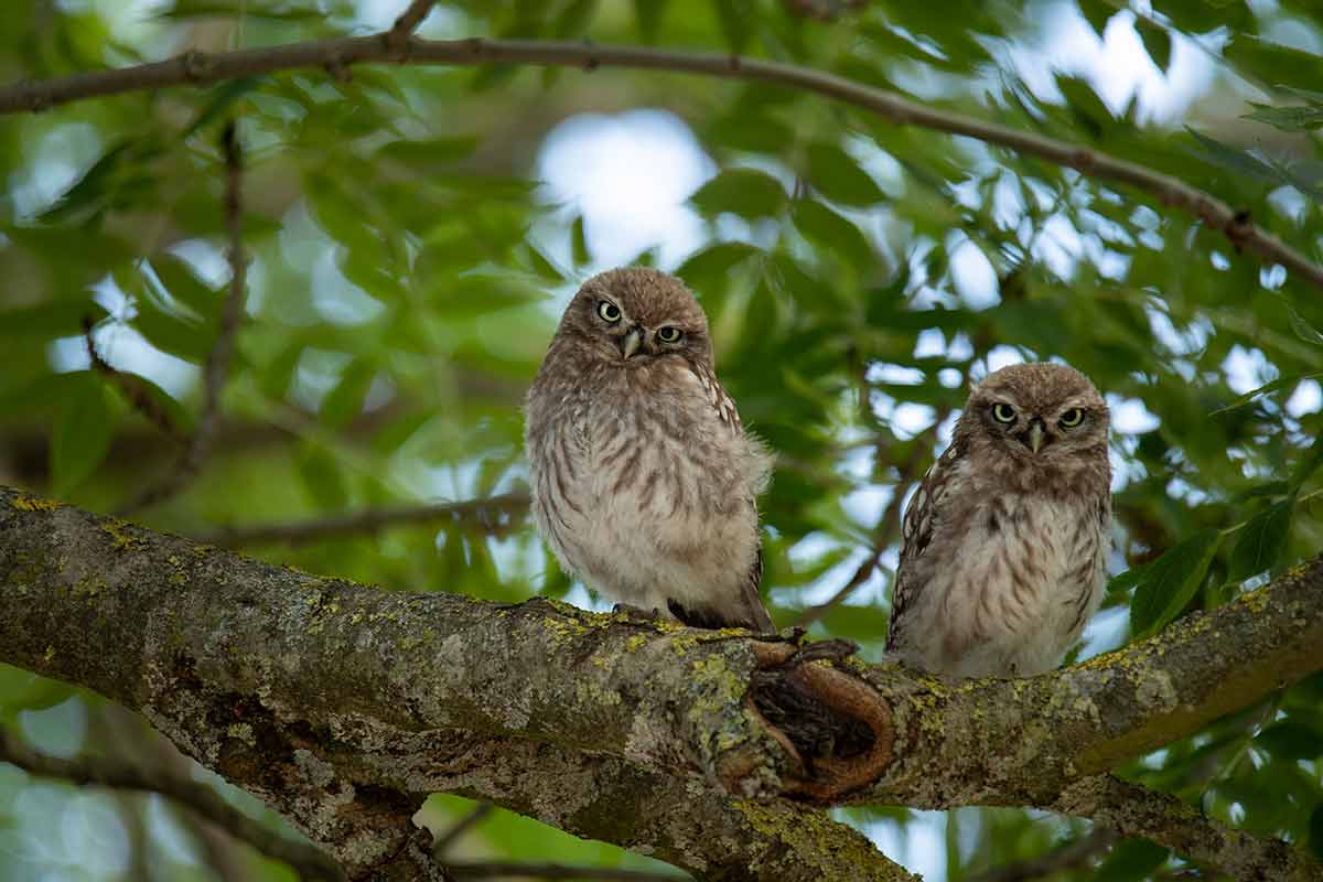 things to do in blackpool with two young owls in a tree