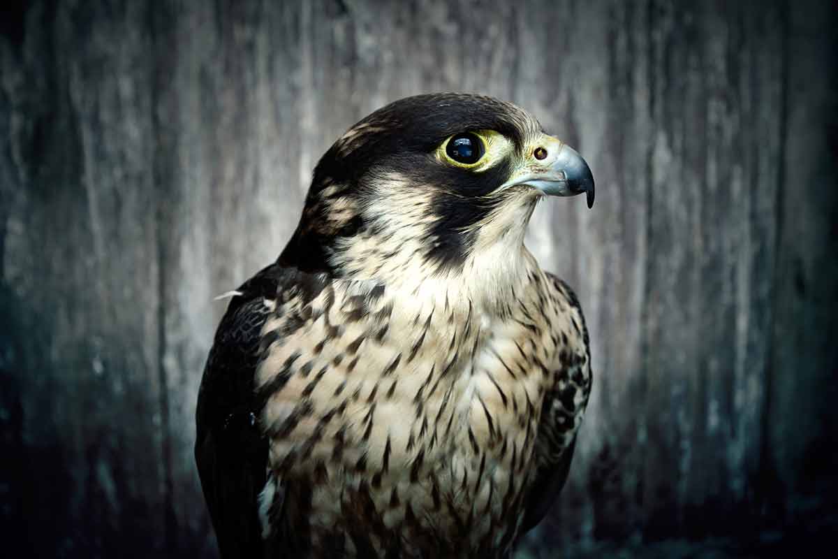 things to do in boise with kids pregrine falcon