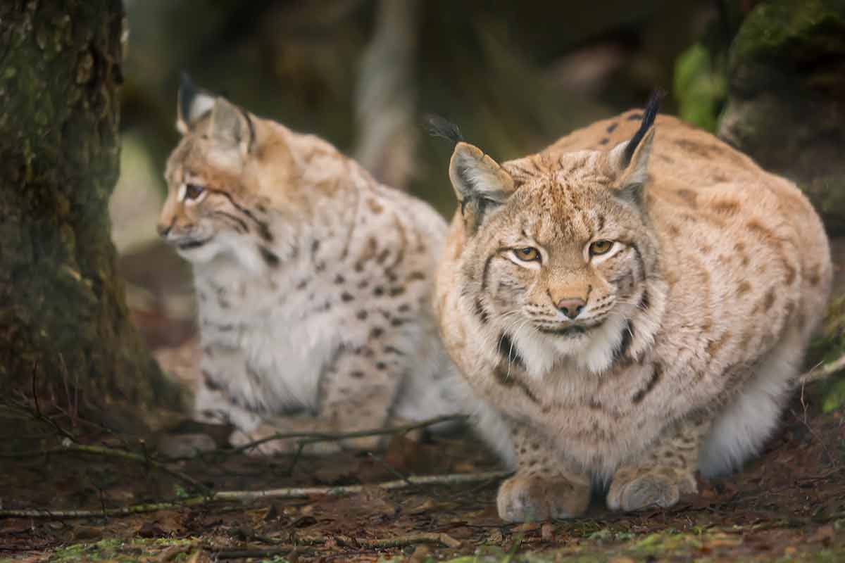 Two Lynxes