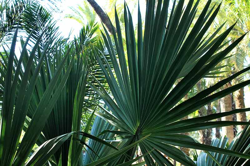 Sabal Yapa Palm Tree In The Garden