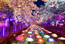 20 Amazing Things To Do In Busan Cherry Blossoms, Busan City