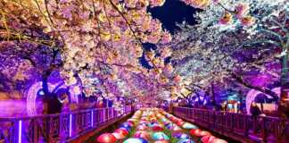 Cherry Blossoms, Busan City