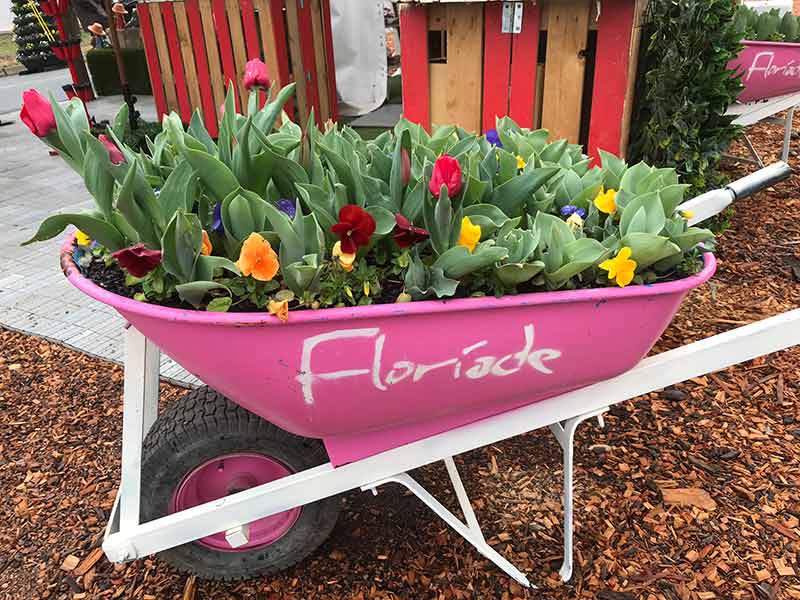 pink wheebarrow at floriade full of tulips