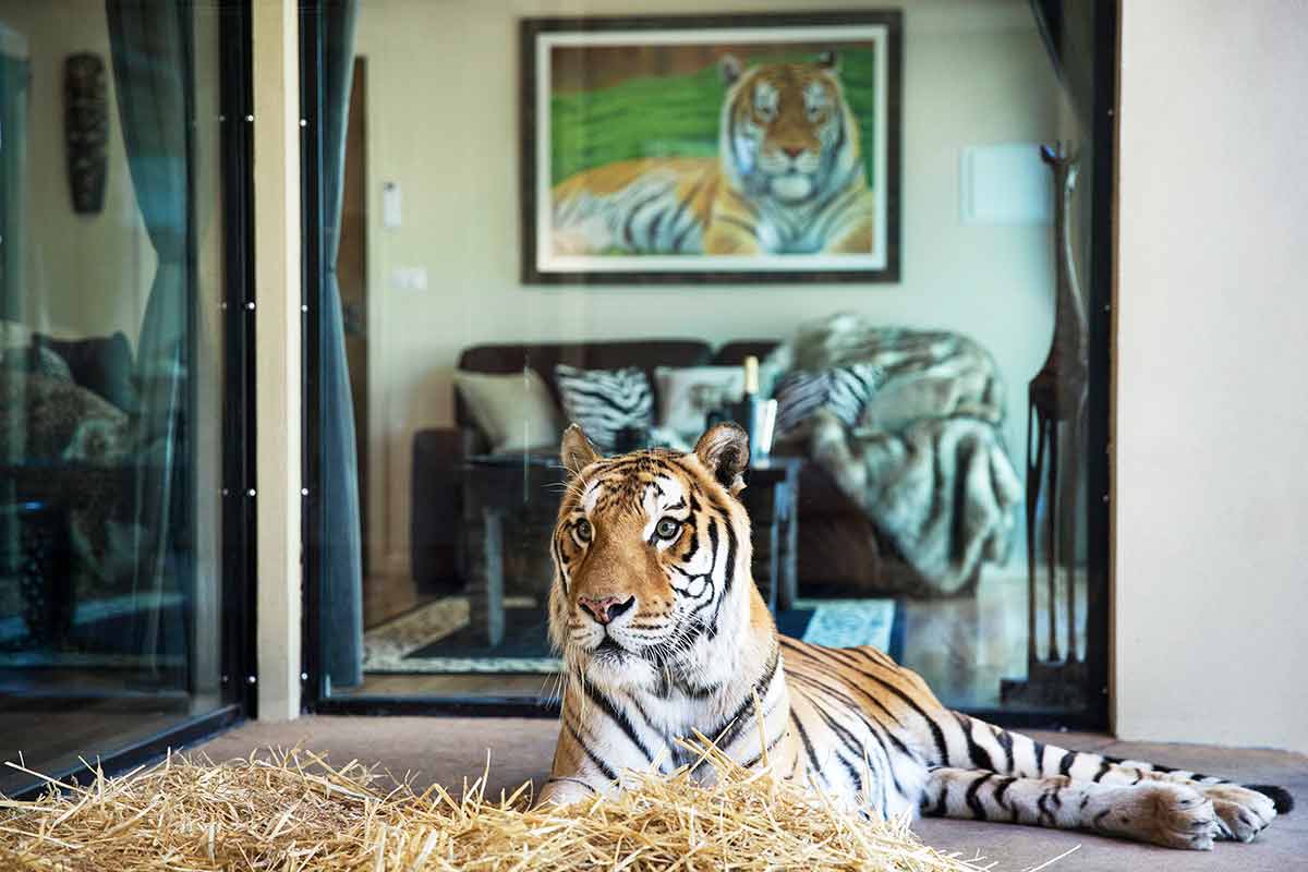 tiger at Jamala Wildlife Lodge