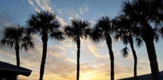 things to do in cape coral florida tall palms on the sand