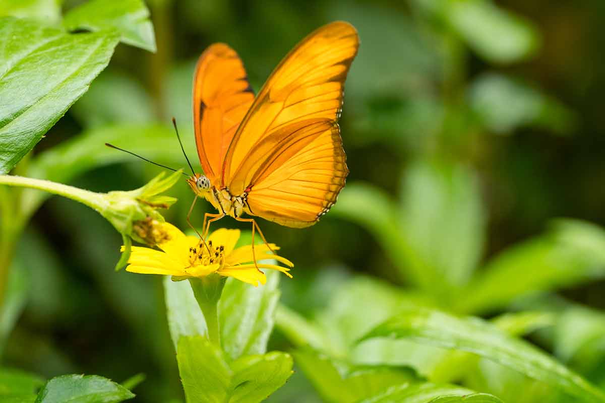things to do in cape coral this weekend orange Julia butterfly