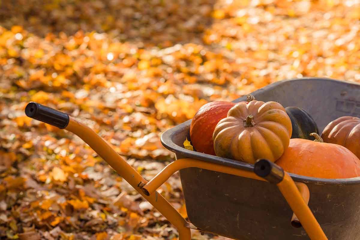 things to do in cedar rapids iowa pumpkins in a wheelbarrow