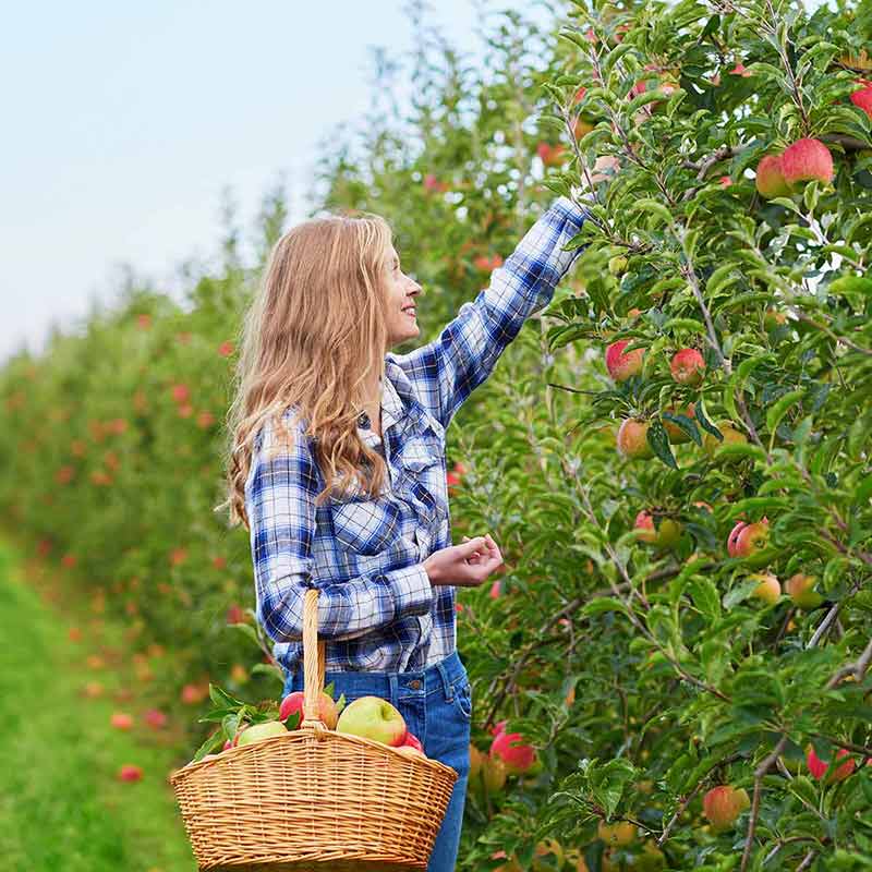 things to do in charlottesville va this weekend Woman picking apples in orchard or on farm