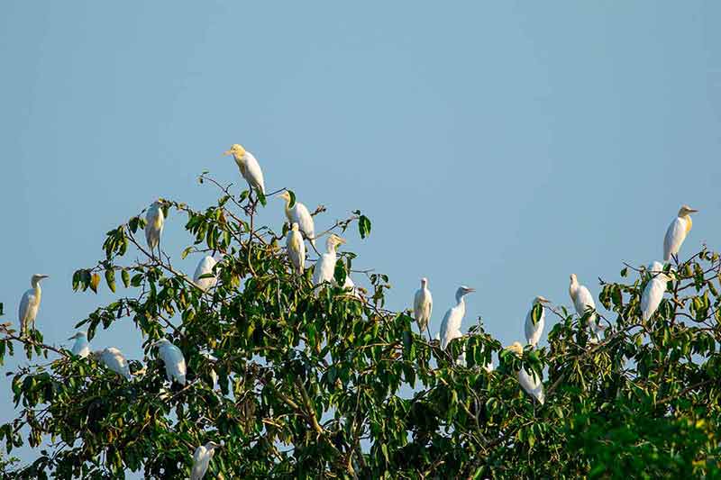 Image Of Flocks Of Egrets On The Trees