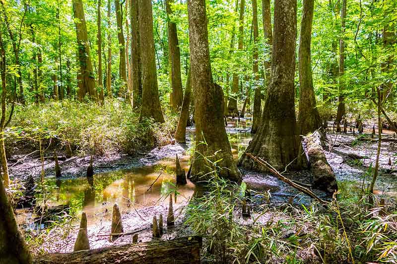 Cypress Forest And Swamp Of Congaree National Park