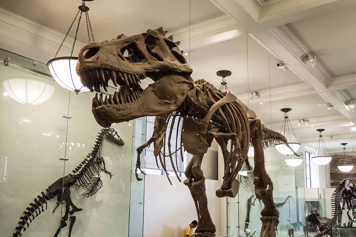 things to do in downtown raleigh Dinosaur skeleton armature t rex bones carnivore huge teeth.