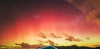 things to do in dunedin
