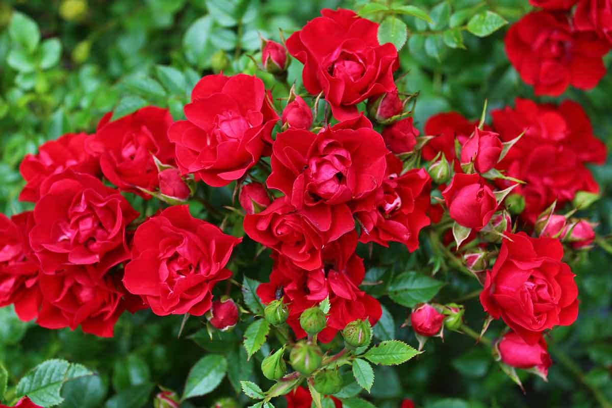 things to do in eugene in summer red roses