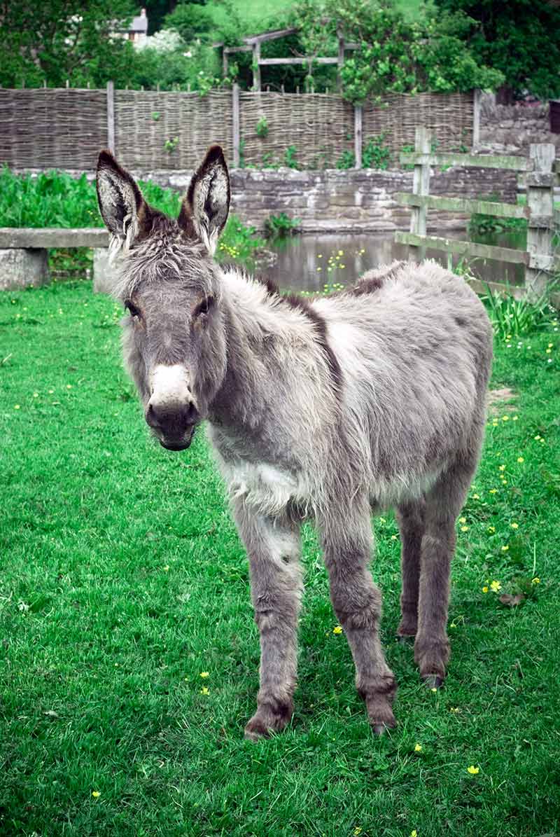 things to do in exeter for families grey donkey