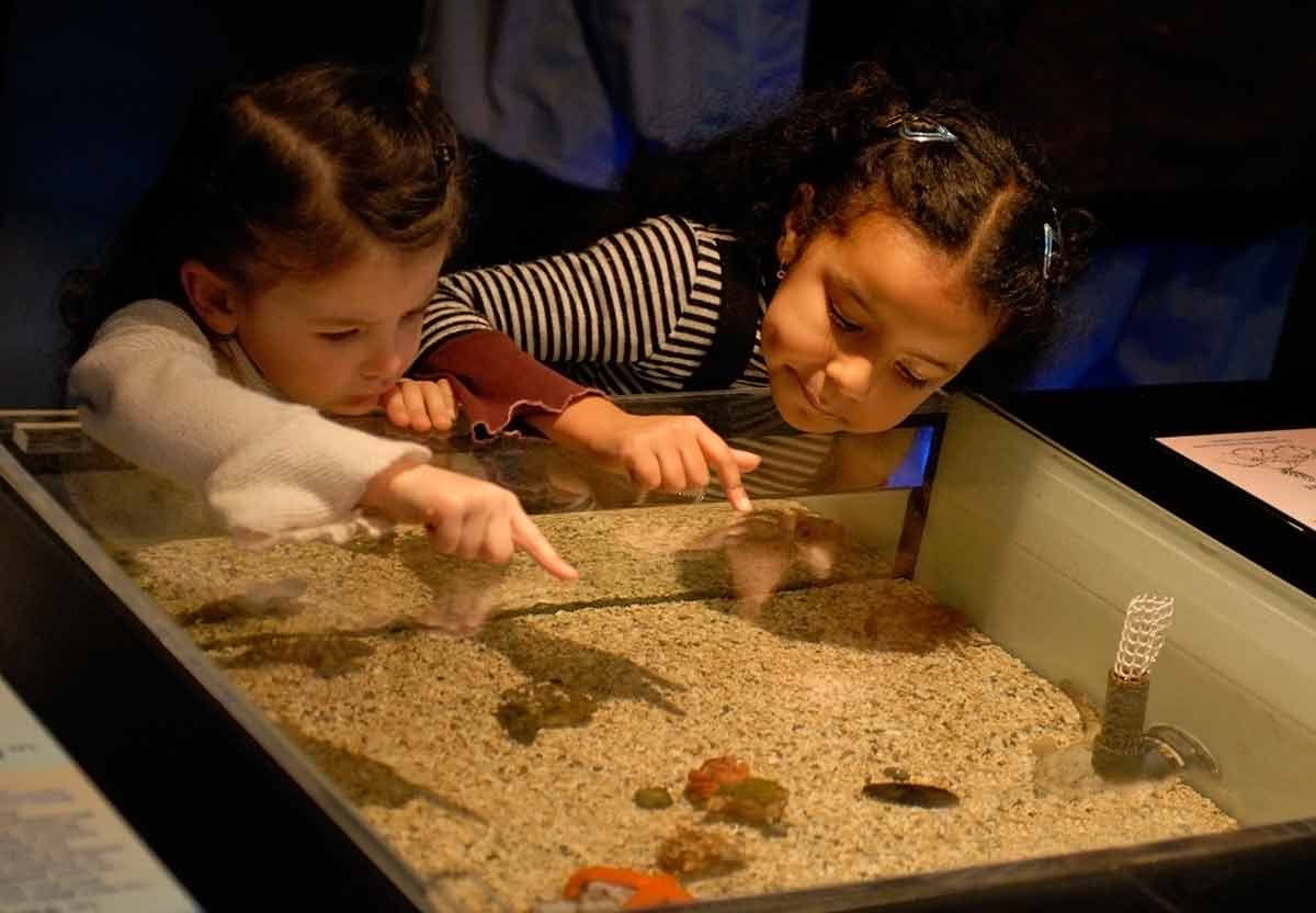 things to do in findlay ohio for kids Two little girls looking an aquarium in a museum.