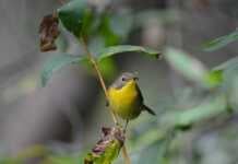 20 Things To Do In Findlay, Ohio That Make It Worth the Stop things to do in findlay today