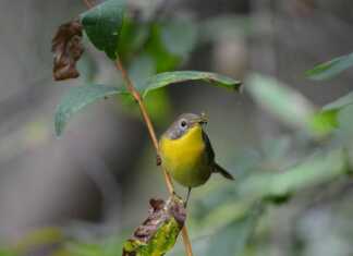 20 Things To Do In Findlay, Ohio That Make It Worth the Stop things to do in findlay today