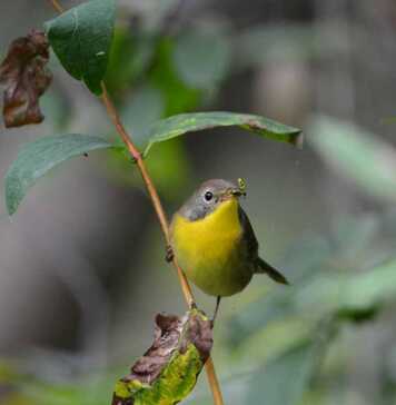 20 Things To Do In Findlay, Ohio That Make It Worth the Stop things to do in findlay today