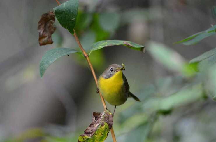 20 Things To Do In Findlay, Ohio That Make It Worth the Stop things to do in findlay today