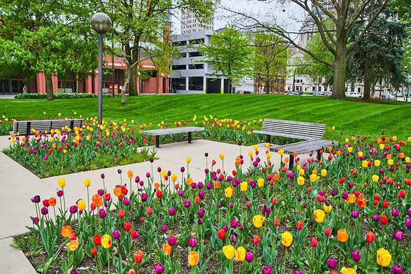 things to do in fort wayne this weekend tulip garden with buildings in the background
