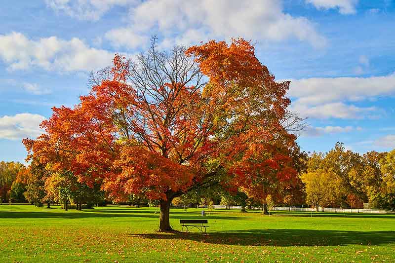 things to do in fort wayne with kids Image of fall tree and sitting bench.