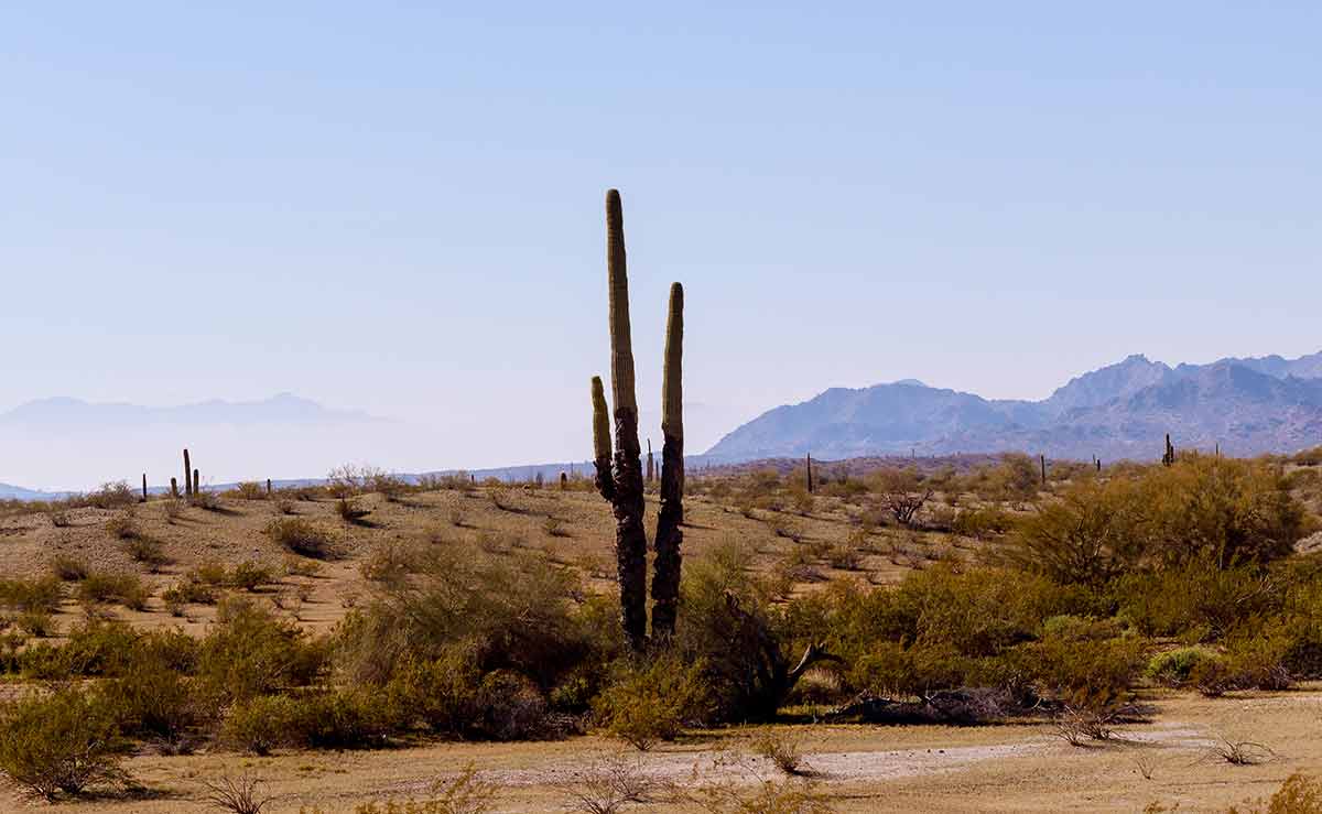 Tucson Arizona Desert In Saguaro Cactuses