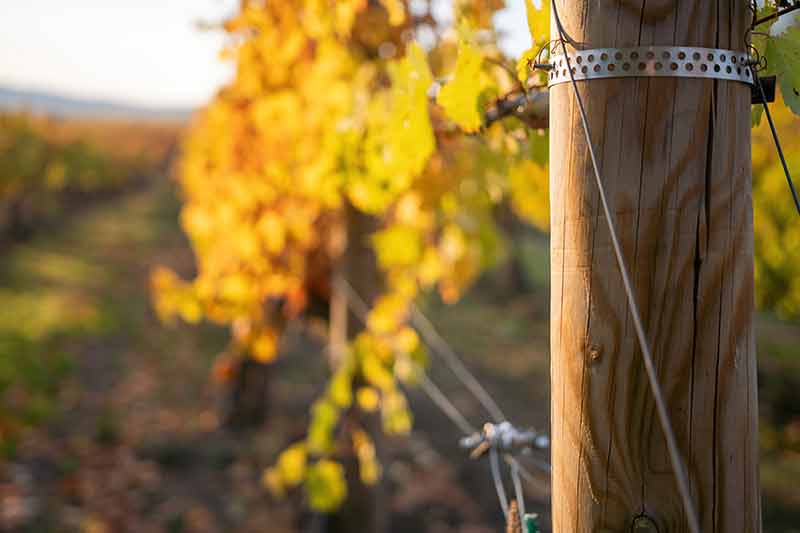 things to do in grapevine this weekend autumn vines