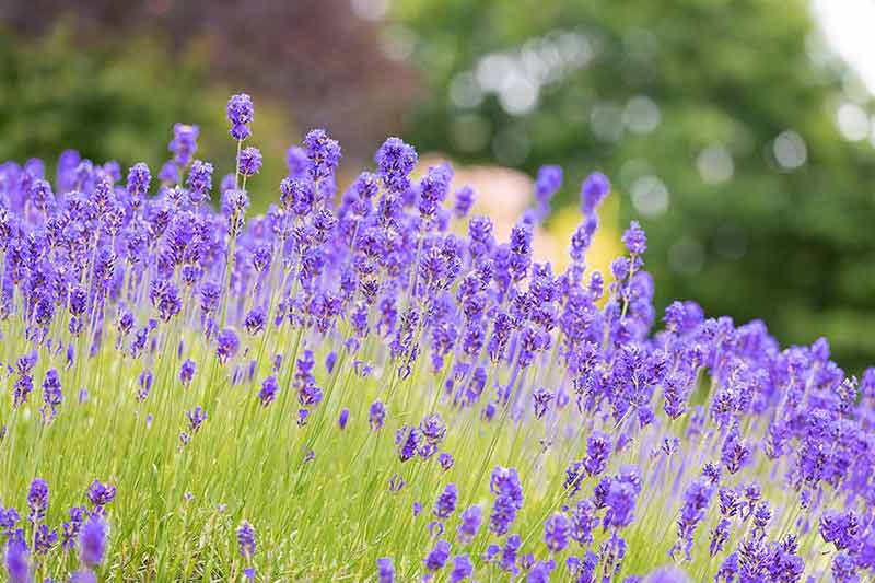 things to do in harrisonburg va this weekend Lavender bushes closeup