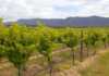 things to do in hunter valley