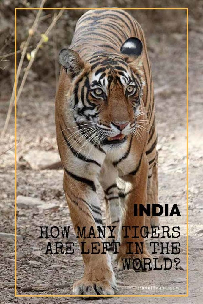 How Many Tigers Are Left In The Wild How Many Tigers Are Left In The Wild
