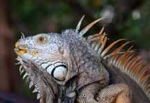 20 Things to Do in Ixtapa That Make It One of Mexico’s Most Relaxing Getaways things to do in ixtapa wildlife iguana