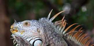 things to do in ixtapa wildlife iguana
