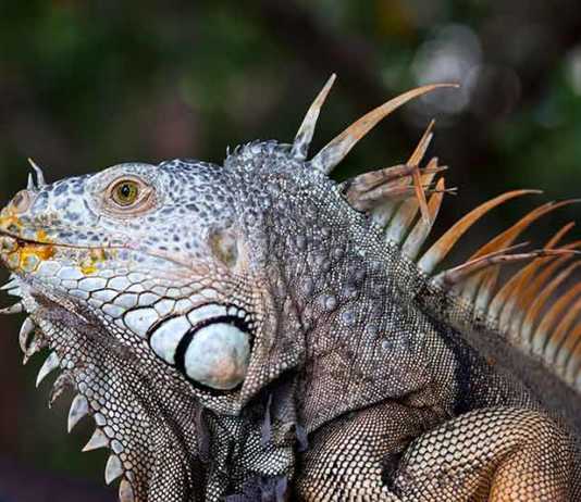 20 Things to Do in Ixtapa That Make It One of Mexico’s Most Relaxing Getaways things to do in ixtapa wildlife iguana
