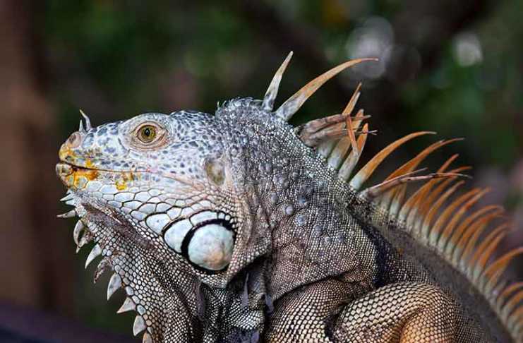 20 Things to Do in Ixtapa That Make It One of Mexico’s Most Relaxing Getaways things to do in ixtapa wildlife iguana