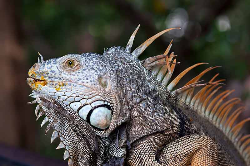 things to do in ixtapa wildlife iguana