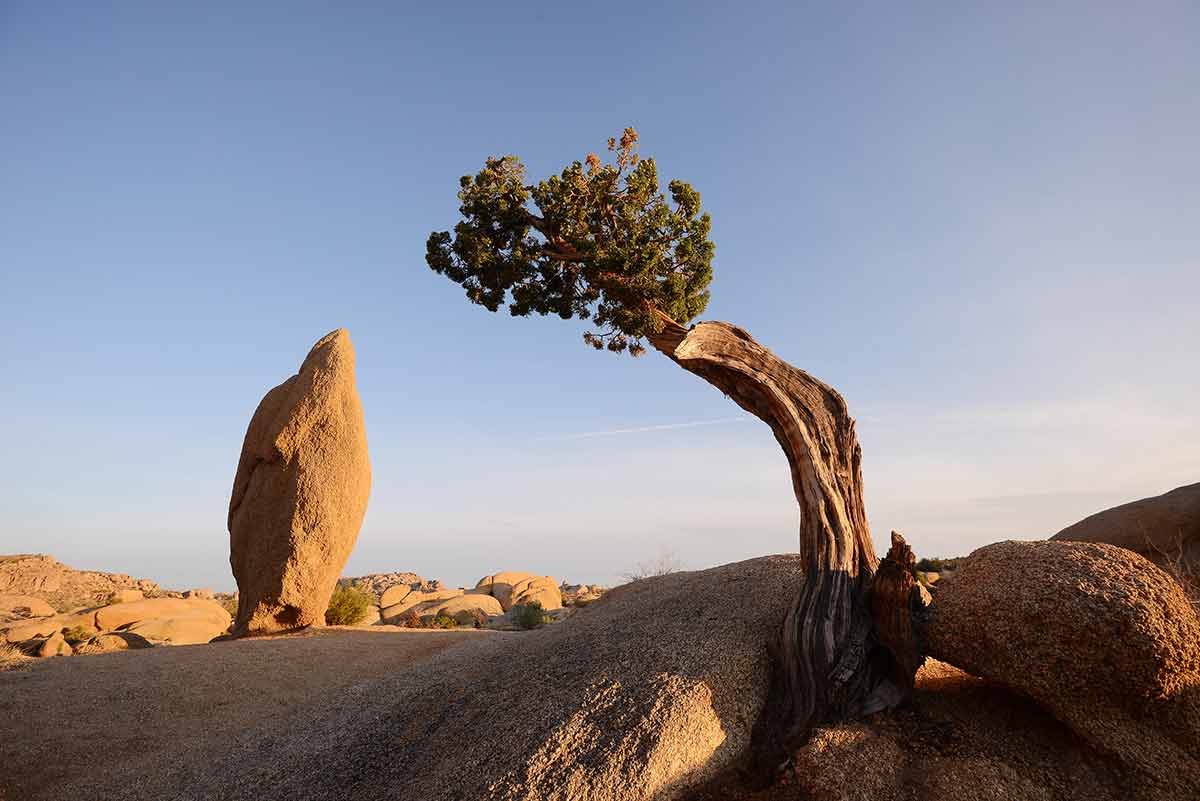 things to do in joshua tree at night