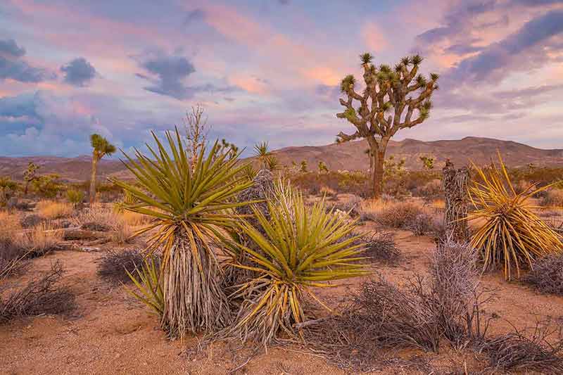 things to do in joshua tree besides hike