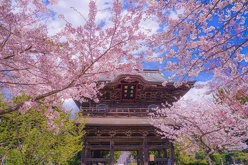 Cherry Blossoms Of Julinaki Temple And Full Bloom