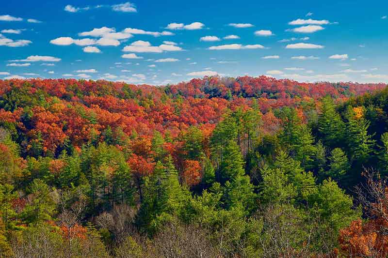 Beautiful Fall Colors At Red River Gorge, KY